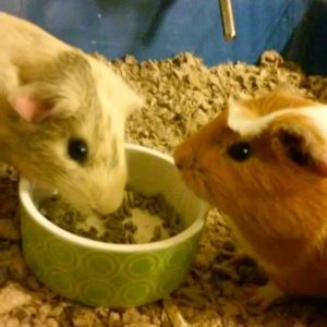 Meet your Posher, Xing-wei